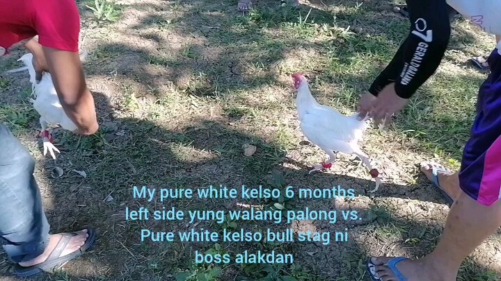 Dumayo ng bitaw s farm ni boss alakdan gamefarm.My pure white kelso&pure 5k sweater both biboy line.