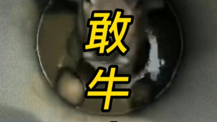 Brave Bull, fearless of difficulties,