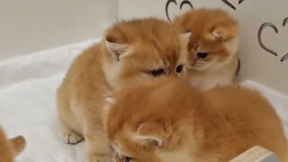 Mèo con chán ổ nên tìm trốn mới chơi