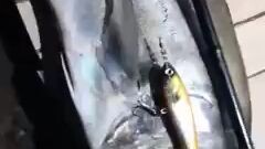 Fishing Popping giant trevally