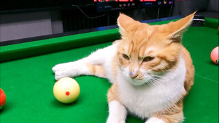 Little Orange is angry again