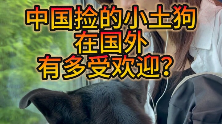 Chú chó cỏ nhặt được ở Trung Quốc sẽ được yêu thích đến mức nào ở nước ngoài?