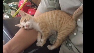 小猫在门口徘徊了很久，跑进来各种撒娇