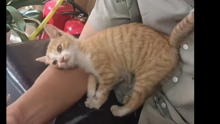 Kucing kecil berkeliaran di pintu selama sangat lama, lalu berlari masuk sambil melakukan berbagai t