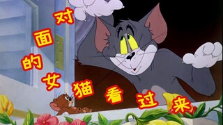 Con mèo cái đối diện nhìn sang
