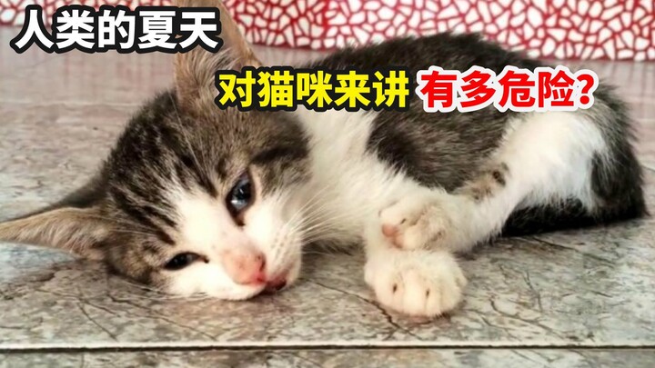 Kalau kamu memelihara kucing di musim panas, kamu harus tahu risiko-risiko ini!