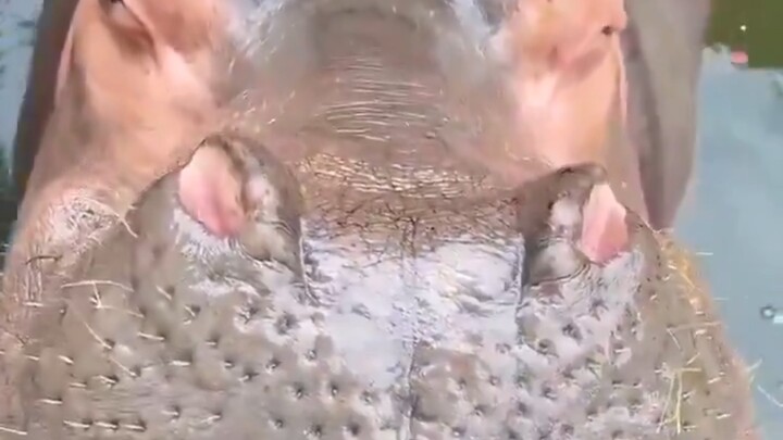 Anh em đã đốt 300 calo chỉ để lấy 30 calo 😭