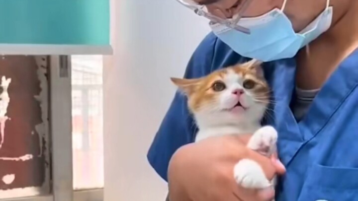 “I suspect my cat is actually a human in disguise!”