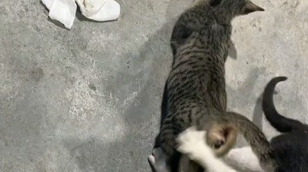 The little kitten is still young; he doesn't understand either.