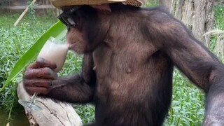 ลิงชิมแปนซีในสวนสัตว์ส่วนตัวเฟลมพาร์คที่ดูไบ บุคลิกขารุ่นใหญ่ปิดไม่มิดเลย!