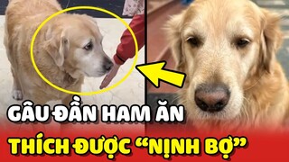Cười xỉu với bé Gâu Đần HAM ĂN BÉO Ú rất thích được NỊNH BỢ 😂 | Yêu Lu