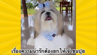 สัตว์เลี้ยงเพื่อนขนปุย : เรื่องความน่ารักต้องยกให้เจ้าขนปุย