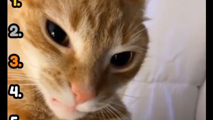 kucing lucu