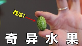 Bertaruh pada tiga buah berturut-turut, Anda pasti belum pernah melihat buah ini!