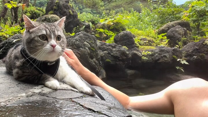 Pernahkah Anda melihat kolam air panas terbuka di Jepang yang memungkinkan Anda berendam bersama kuc