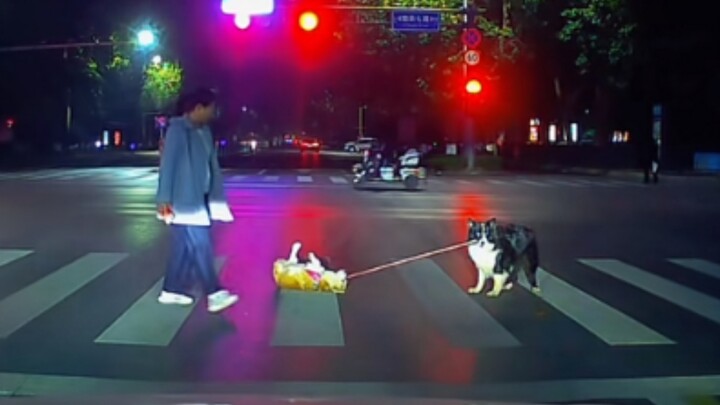 Border Collie: "Sorry, I'll drag it away now"