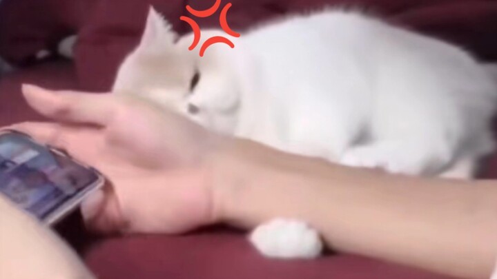 Cat: “So games are more important than me, right?”