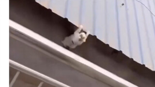 Bahkan sembilan nyawa pun tidak bisa seberani ini...