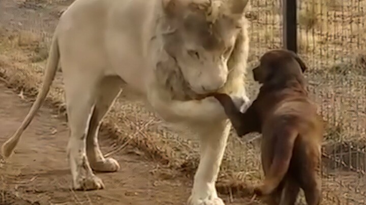 这狗一看就是混社会的！