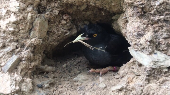 นี่คือขั้นสูงสุดของการอยู่ร่วมกันระหว่างมนุษย์และนก