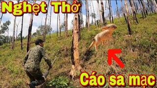 Truy Đuổi Nghẹt Thở Cáo Tuyết Phát Hiện Kinh Hoàng | Săn Bắt Ẩm Thực Vùng Cao