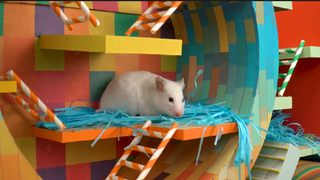 ภารกิจของหนูแฮมสเตอร์ EP 291