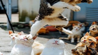 Can You Watch These Funny Pets Without Laughing? 😂😂