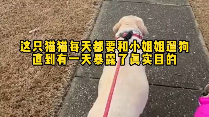Cat: Um, can I walk the dog with you from now on?