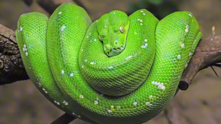 fakta unik ular piton hijau