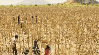 the boy who harnessed the wind