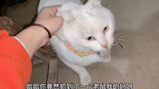 宠物猫回农村后立马变成田园猫，抓到了猫生第一只老鼠，铲屎官惊呆了