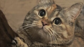 A day of heavy appetite and begging for food