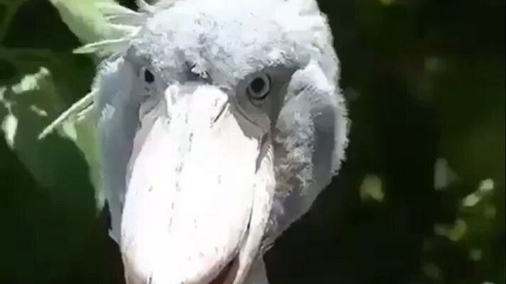 BICO DE SAPATO _ A Ave Pré-Histórica que Sobreviveu até Hoje!
