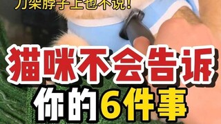 猫咪绝不会告诉你的六件事