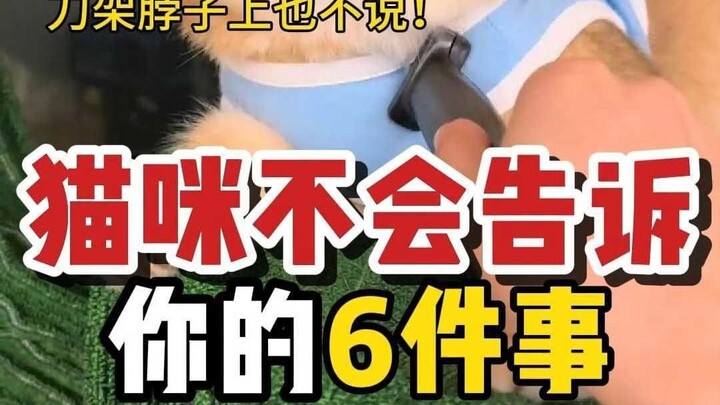 ستة أشياء لن تخبرك بها القطط أبداً