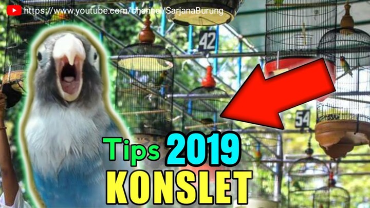 Cara Membuat Lovebird KONSLET Terbaru 2019