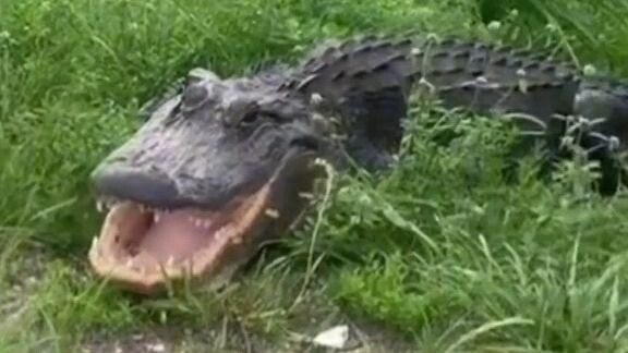 alligator memes
