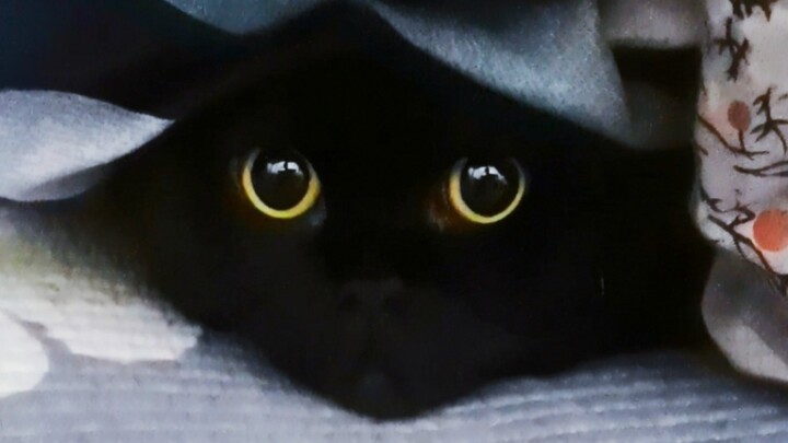 Chăn nhà tôi dễ thương quá!