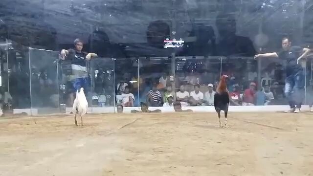 1st Fight 2cock