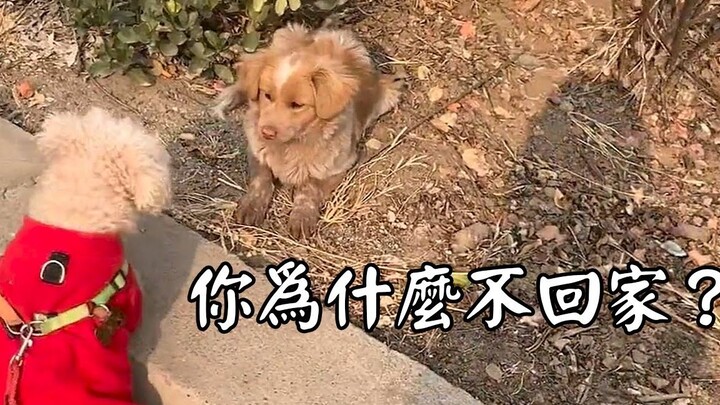 มันนอนนิ่งๆ อยู่ข้างถนนแบบเชื่องเช่นนี้ บางทีอาจยังไม่รู้ตัวด้วยซ้ำว่าเจ้าของได้ทอดทิ้งมันไปแล้ว