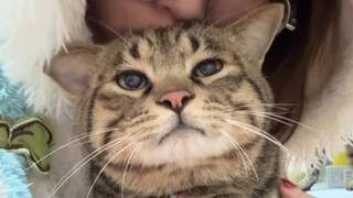 Anak kucing itu juga bisa pingsan! Pukul ibuku dengan keras di siang hari dan bersikap lemah di depa