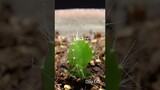 Dragon Fruit Growing Time Lapse - 126 Days in 56 Seconds