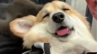 国外小哥带柯基出门时，总会记录它在背后时的样子，真的是困死毛孩子了哈哈哈