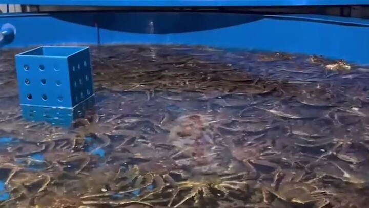 Cua hoàng đế có thể nuôi trồng nhân tạo được không? Vì sao nó lại đắt đến vậy? Cùng tìm hiểu ngay th