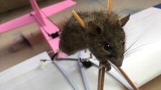 This mouse can flaunt it all the life