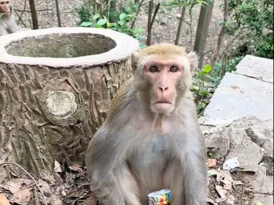 القرد المهووس بالنظافة غير راضٍ