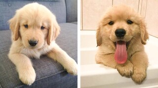 🥰 Golden Puppies's Funny And Cute Actions Make Your Heart Flutter 🐶 | Cute Puppies