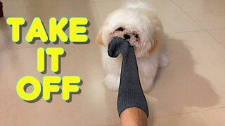 Shih Tzu Puppy Knows How To Take His Owner's Socks Off On Command ( Cute Dog Video)