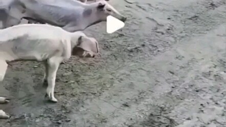 One Month After the Three Pig Brothers Entered the Mountains