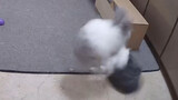 Cute Animal | That's How Bunnies Fight